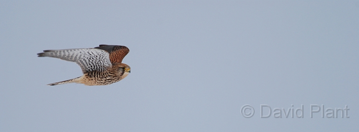 Kestrel - A.jpg - Kestrel, female - Gloucestershire